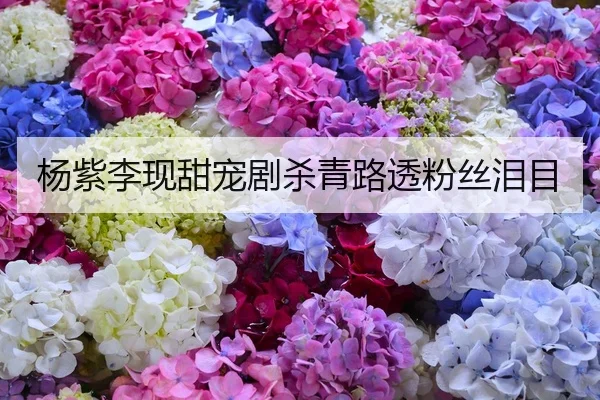 杨紫李现甜宠剧杀青路透粉丝泪目